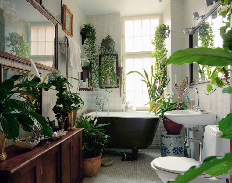 Posts de Plantas para decorar un cuarto de baño